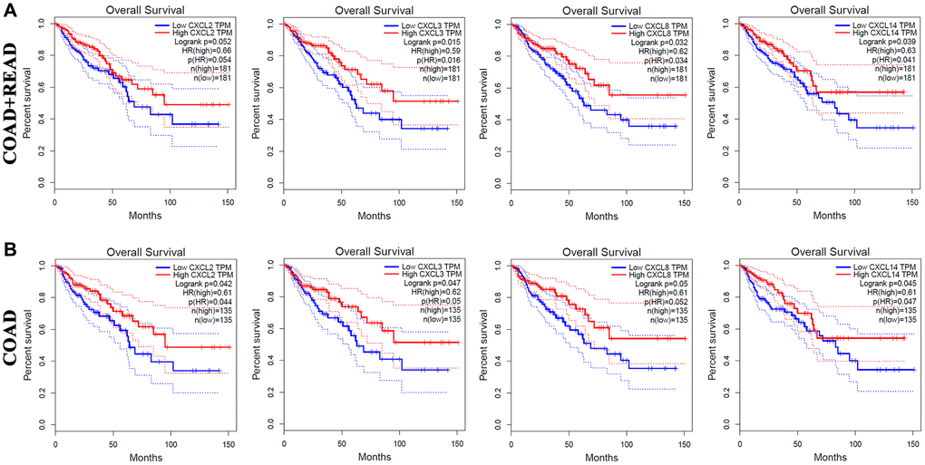 The prognostic value of different expressed CXC chemokines in CRC patients in OS (GEPIA). The OS curve of CXCL2/3/8/14 in (A) COAD + READ and (B) COAD.