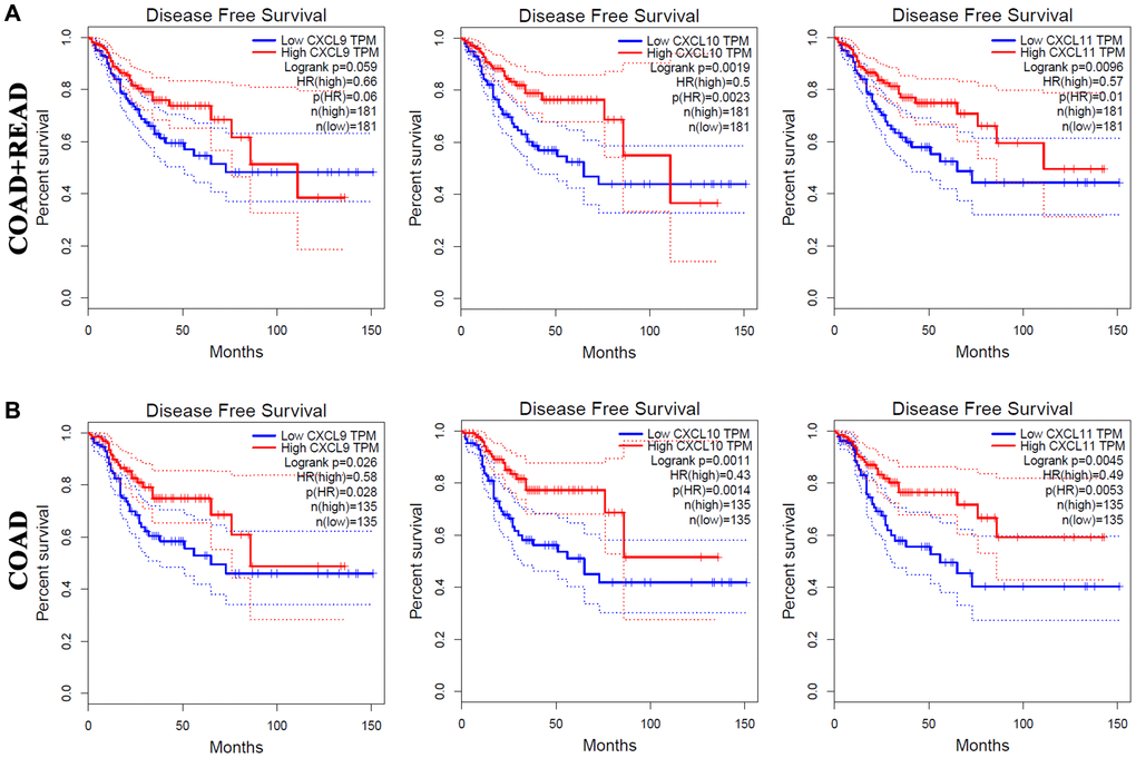 The prognostic value of different expressed CXC chemokines in CRC patients in DFS (GEPIA). The DFS curve of CXCL9/10/11 in (A) COAD + READ and (B) COAD.