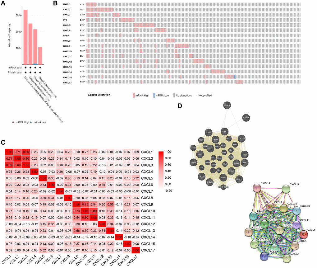 CXC chemokines gene expression and mutation analysis in CRC (cBioPortal). (A) Summary of alterations in CXC chemokines (cBioPortal). (B) OncoPrint visual summary of alteration on a query of CXC chemokines (cBioPortal). (C) Correction between different CXC chemokines in CRC (cBioPortal). (D) Gene-gene interaction network (GeneMANIA) and protein-protein interaction network (STRING) among CXC chemokines.