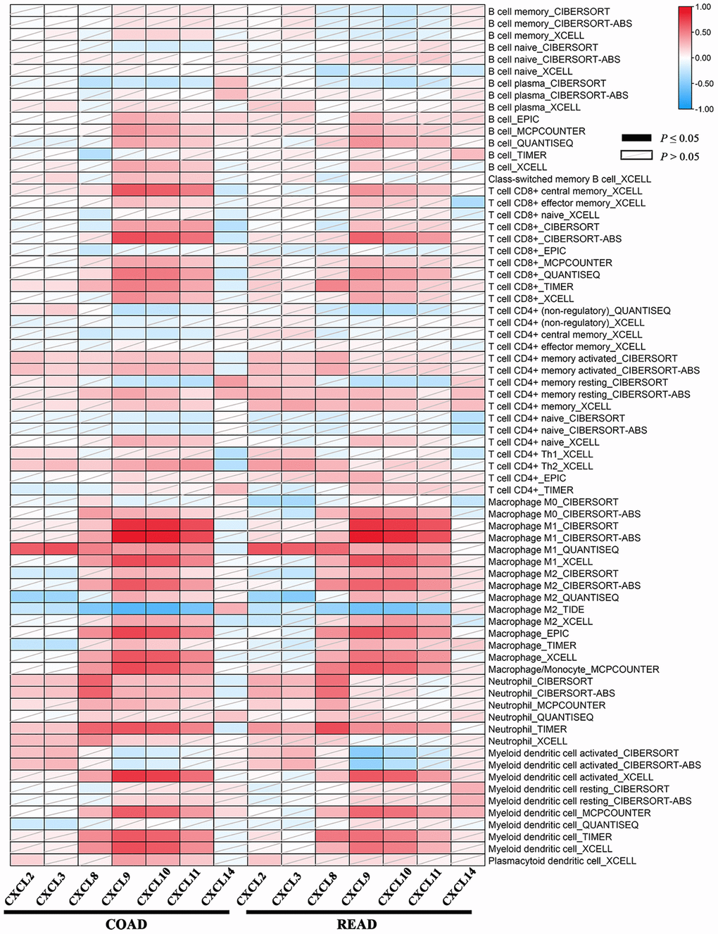 The association between the CXC chemokines expression and immune infiltration level of multiple immune cells types estimated by all six algorithms in ad heatmap table across COAD and READ. The red indicates a statistically significant positive association (P ≤ 0.05, rho > 0), and the blue indicates a statistically significant negative association (P ≤ 0.05, rho P > 0.05).