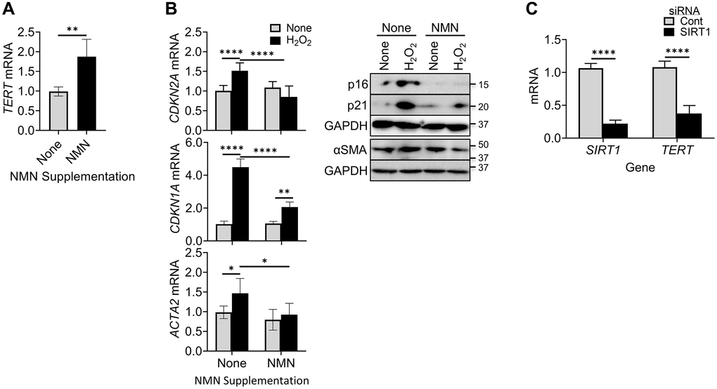 NMN increased TERT expression but reduced cellular senescence and myofibroblast differentiation. (A) BJ cells were treated with NMN, and then analyzed for TERT by qPCR. (B) BJ cells were treated with NMN followed by H2O2 induction, Cells collected at 6 hours or 48 hours after H2O2 treatment, were analyzed for CDKN2A and ACTA2 mRNAs by qPCR (left) or their respective protein expressions by western blotting (right). (C) Lung fibroblasts were transfected with 20 nM SIRT1 or control siRNA, and were analyzed for TERT and SIRT1 mRNA by qPCR. N = 5 in (A), in (B) and 4 in (C). *P **P ****P 