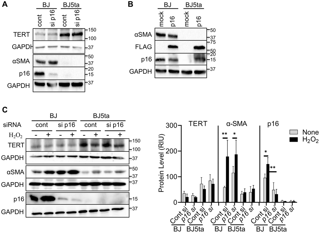 TERT repressed αSMA expression in a p16 independent manner. (A) Control or p16 siRNA transfected cells were analyzed for the indicated proteins by western blotting. (B) Cells were transfected with pCMV-Myc-DDK-CDKN2A plasmid or control vector and analyzed as in (A). DDK (FLAG®) antibody was used to confirm the level of transfection. (C) The cells were transfected with p16 siRNA, followed by with H2O2 treatment for 48 hours, and then analyzed as in (A). The cell lysates were analyzed for αSMA and p16 protein by western blotting. GAPDH were used as the internal controls for all blots. The quantified protein expression level was expressed as relative integration units (RIU). Representative blots from 3 separate experiments are shown. *P **P 
