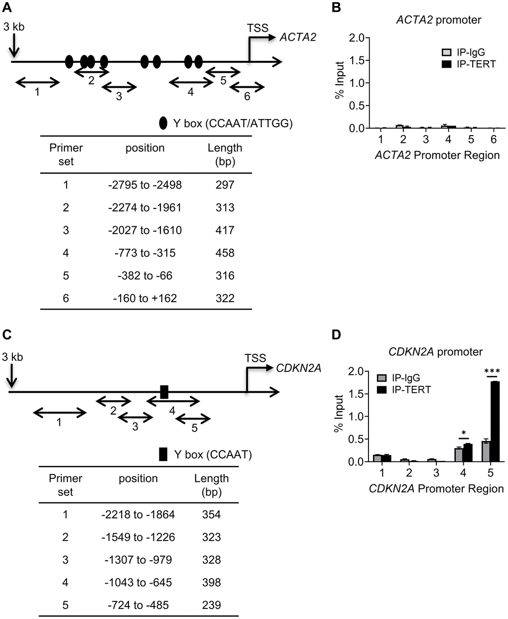 TERT binding to CDKN2A but not to ACTA2 promoter. Schematic illustration of ACTA2 (A) and CDKN2A (C) promoters are shown. PCR primers for ChIP assays are indicated by numbered bidirectional arrows, with their positions and lengths listed in the respective tables below the illustrations in (B) and (D). ChIP assays to assess TERT binding to ACTA2 (B) or CDKN2A (D) promoter in BJ5ta cells were performed using primers as numbered in (A) and (C), respectively. The cell DNA immunoprecipitated by YB-1 antibody was amplified by qPCR. One tenth of the supernatant before immunoprecipitation was used for the DNA input control. Results are expressed as % of input. N = 3 each group. *P ***P 