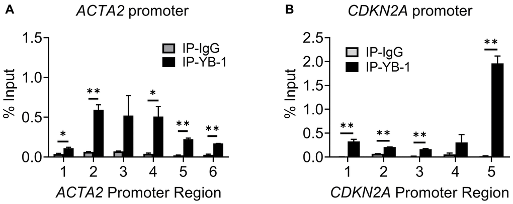 YB-1 directly binds to ACTA2 and CDKN2A promoters. ChIP assays to assess YB-1 binding to ACTA2 (A) or CDKN2A (B) promoter in BJ5ta cells were undertaken using the same primers in 4A and C, respectively. The cell DNA immuneprecipitated by YB-1 antibody was amplified by qPCR. One tenth of the supernatant before immunoprecipitation was used for the DNA input control. Results are expressed as % of input. N = 3 each group. *P **P 