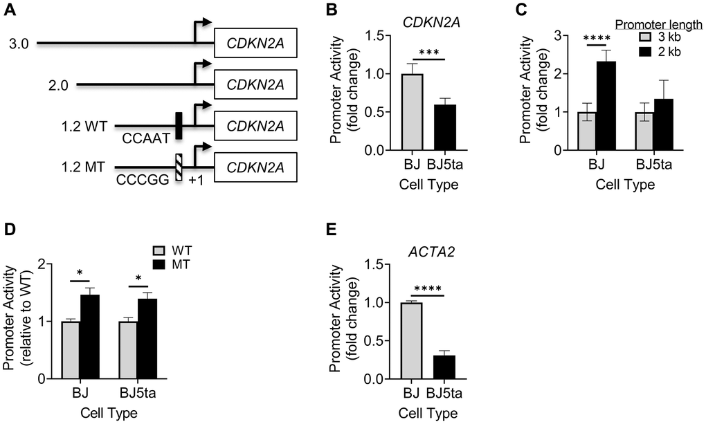 Analysis of CDKN2A or ACTA2 promoter activity. (A) Schematic illustration shows 4 promoter constructs with different lengths and location of Y-box mutation. The indicated CDKN2A promoter constructs were transfected into cells, and the promoter-luciferase activity was measured for the 3 kb construct in BJ vs. BJ5ta cells (B), 3 and 2 kb promoters (C), and 1.2 kb WT vs. MT in both cells (D). (E) The ACTA2 promoter construct was measured similarly as (B). All values shown were after normalizing to the Renilla luciferase activity. The results were expressed as relative light units. N = 5 in (B), 6 in (C and D), and 3 in (E). *P ***P ****P 