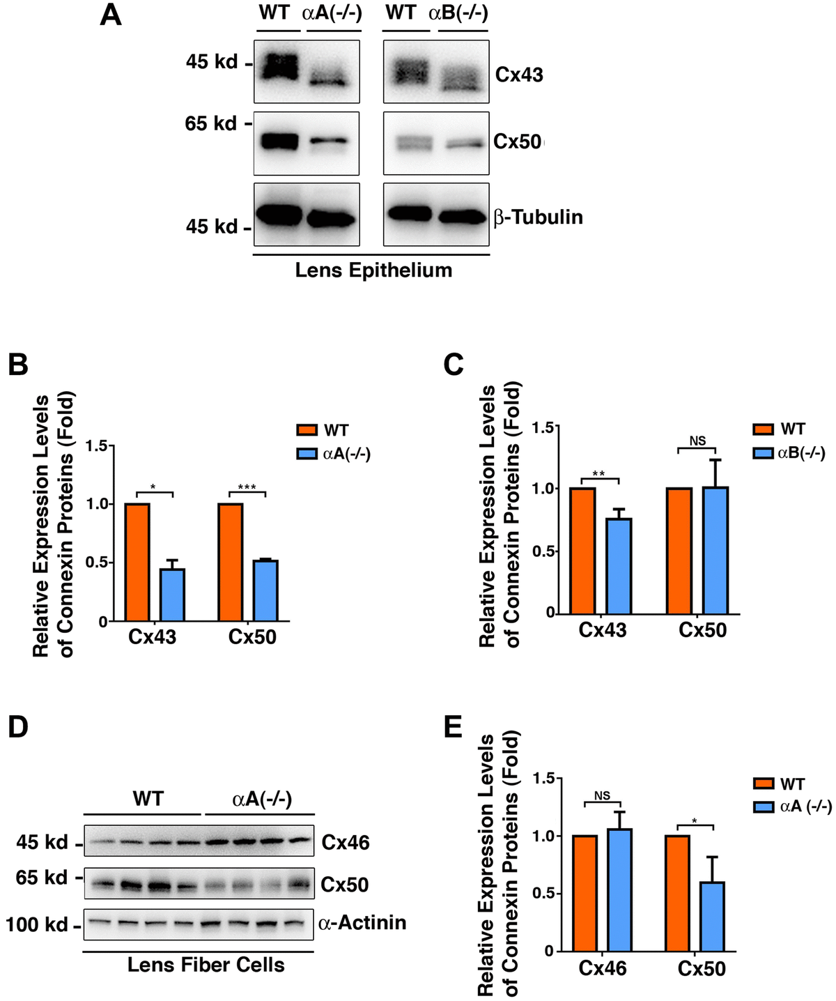Differential expression patterns of the connexins Cx43, Cx46 and Cx50 in the epithelial cells of the αA-/- and αB-/- mouse lenses (Figure 10A–10C), and in the fiber cells of the αA-/- mouse lenses (Figure 10D–10E). (A) Western blot analysis of Cx43 and Cx50 in the lens epithelial cells of the αA-/- and αB-/- mice. β-Tubulin was showed as a loading control. (B) & (C) Quantification of the western blot results in (A). (D) Western blot analysis of Cx43 and Cx50 in the lens fiber cells of the αA-/- mice. α-Actinin was showed as a loading control. (E) Quantification of the western blot results in (D). NS, not significant, *p **p ***p 