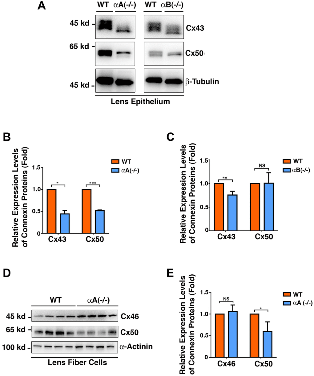 Differential expression patterns of the connexins Cx43, Cx46 and Cx50 in the epithelial cells of the αA-/- and αB-/- mouse lenses (Figure 10A–10C), and in the fiber cells of the αA-/- mouse lenses (Figure 10D–10E). (A) Western blot analysis of Cx43 and Cx50 in the lens epithelial cells of the αA-/- and αB-/- mice. β-Tubulin was showed as a loading control. (B) & (C) Quantification of the western blot results in (A). (D) Western blot analysis of Cx43 and Cx50 in the lens fiber cells of the αA-/- mice. α-Actinin was showed as a loading control. (E) Quantification of the western blot results in (D). NS, not significant, *p **p ***p 