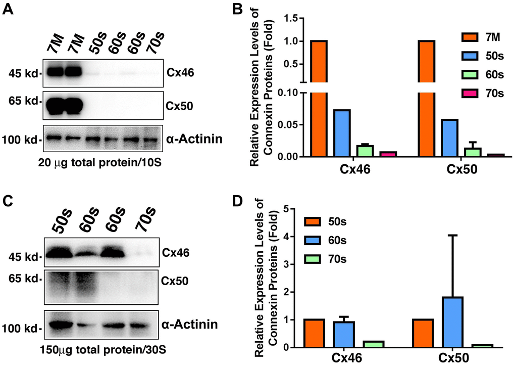 Age-dependent changes of Cx46 and Cx50 in normal human lens fiber cells of different age groups as determined by regular western blot analysis. (A) Western blot results of Cx46 and Cx50 in human lens fibers of different age groups. Note that in 20 μg of total proteins, Cx46 and Cx50 are abundantly expressed in the 7M human lens but become barely detectable in human lenses aged 54 and older. α-Actinin was showed as a loading control. (B) Quantification results show age-dependent changes of Cx46 and Cx50 in the fiber cells of different age groups as determined in (A). (C) Western blot results of Cx46 and Cx50 in human lens fibers of different age groups. Note that in 150 μg of total proteins, Cx46 is intact with relatively strong signal in human lenses of aged 65 or younger. Cx50 appears as degraded protein. Both Cx46 and Cx50 become undetectable after 60s. α-Actinin was showed as a loading control. (D) Quantification results show age-dependent changes of Cx46 and Cx50 in the fiber cells of different age groups as determined in (C).