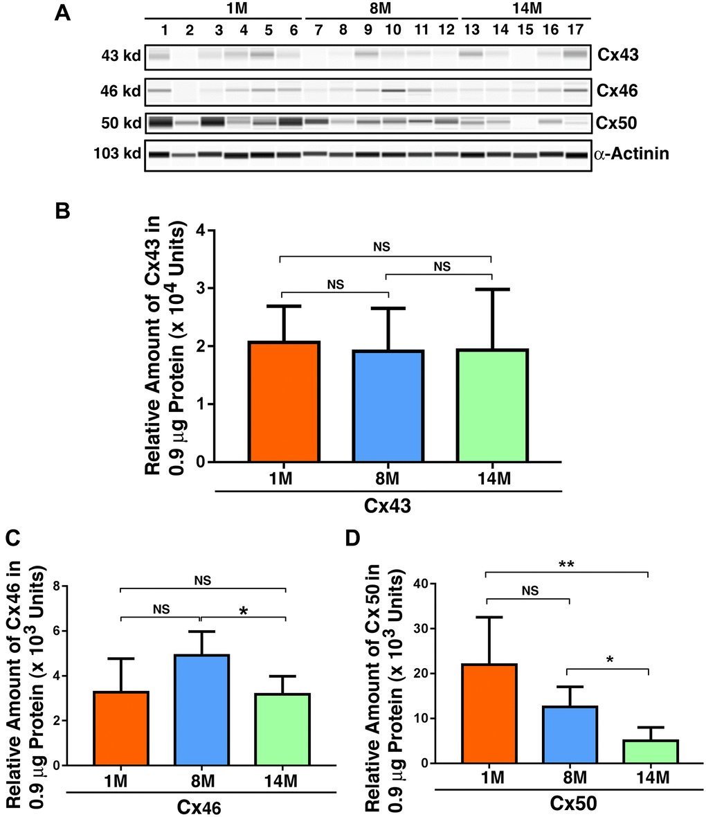 Age-dependent changes of the connexins Cx43, Cx46 and Cx50 in mouse lens epithelial samples of different age groups as determined by the automated western immunoblot (AWI) analyses. AWI was performed on a Wes (ProteinSimple) as described recently [48, 56]. Briefly, each sample was loaded with 0.9 μg total protein and then analyzed with the Size Separation Master Kit and Split Buffer (12–230 kDa) according to the manufacturer’s standard instruction using indicated antibodies (for antibody information, see Experimental Procedures) with a dilution factor of 1:100 for Cx43, and 1:20 for Cx46 and Cx50. The Campass software (Protein Simple, version 4.1.5) was used to program the PeggySue-robot and for presentation (A) and quantification (B–D). Output western blot style data (A) were displayed with the best exposure determined by the software, and the quantification data (B–D) were displayed from the software-calculated average of seven exposures (1–512s). (B) Quantification results show age difference of Cx43. (C) Quantification results show age difference of Cx46. (D) Quantification results show age difference of Cx50. NS, not significant, *p **p 