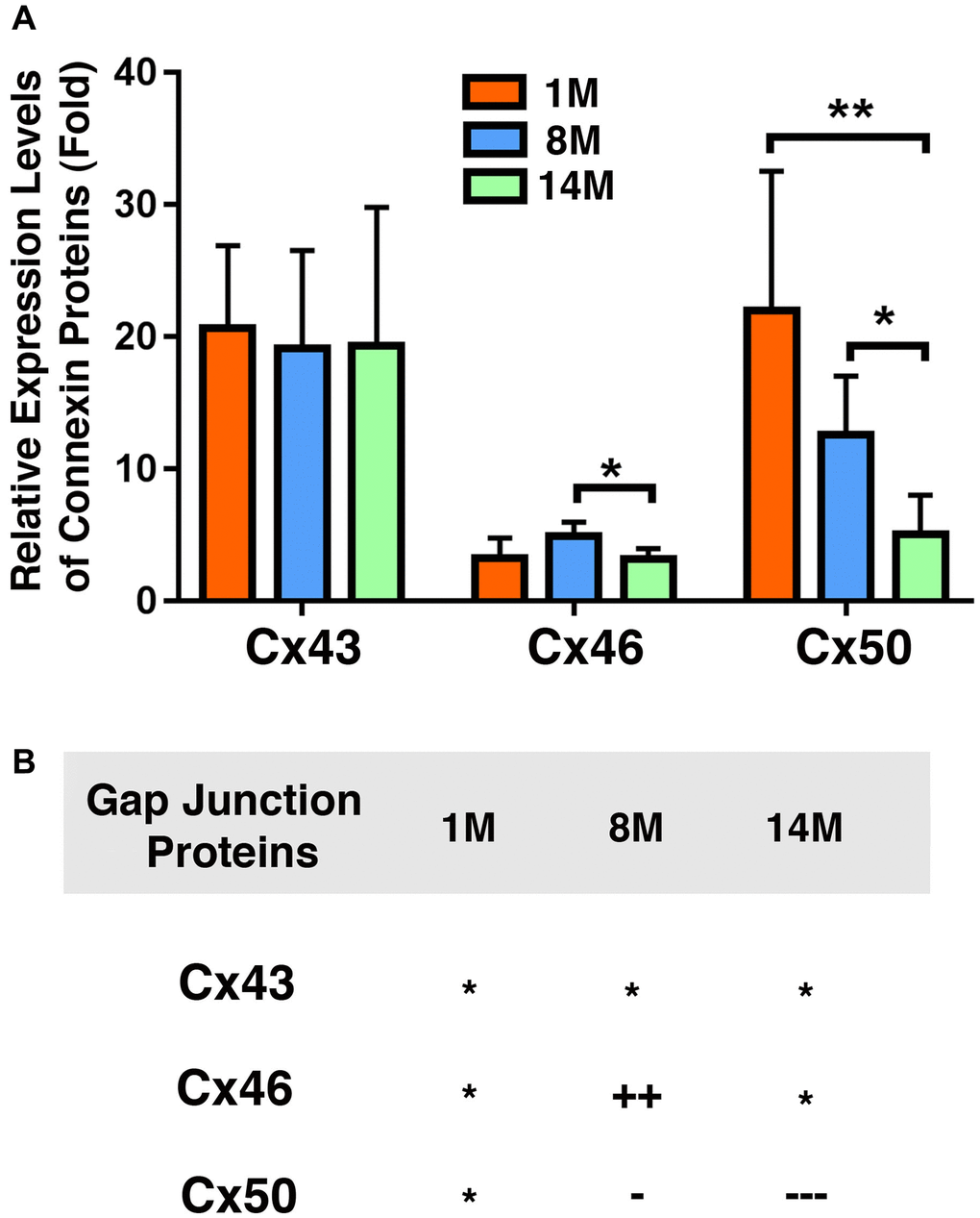 Comparison of expression levels of the connexins Cx43, Cx46 and Cx50 in mouse lens epithelial samples of different age groups. (A) Relative expression levels of Cx43, Cx46 and Cx50 in mouse lens epithelial samples of different age groups (1M, 8M and 14M). Each bar represents an average of five or more lens epithelial samples from five or more mice. (B) Summary of age-dependent changes of the connexins Cx43, Cx46 and Cx50 in mouse lenses of different age groups. The levels of the connexins Cx43, Cx46 or Cx50 from 1M old mice are used as references indicated by the star symbol ‘*’. +, ++, and +++ represent increases in protein levels between 0.1% and 24.99%, 25% and 50%, and >50%, respectively; −, −−, and −−− stands for decreases in protein levels between 0.1% and 24.99%, 25% and 50%, and >50%, respectively.