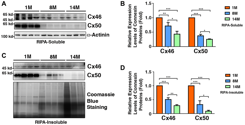 Age-dependent changes of Cx46 and Cx50 in both RIPA-soluble and RIPA-insoluble fractions of lens fiber cells of different age groups of C57BL/6J mice as determined by regular western blot analysis. (A) Western blot results of Cx46 and Cx50 in RIPA-soluble fraction of lens fibers of different age groups. Lanes 1–4 represent lens fiber samples from four 1M C57BL/6J mice, lanes 5–8 represent lens fiber samples from four 8M C57BL/6J mice, lanes 9–11 represent lens fiber samples from three 14M C57BL/6J mice. α-Actinin was showed as a loading control. (B) Quantification results show age-dependent changes of Cx46 and Cx50 in RIPA-soluble fraction of different age groups as determined in (A). (C) Western blot results of Cx46 and Cx50 in RIPA-insoluble fraction of lens fibers of different age groups. Lanes 1–4 represent lens fiber samples from four 1M C57BL/6J mice, lanes 5–8 represent lens fiber samples from four 8M C57BL/6J mice, lanes 9–11 represent lens fiber samples from three 14M C57BL/6J mice. α-Actinin was showed as a loading control. (D) Quantification results show age-dependent changes of the connexins Cx46 and Cx50 in RIPA-insoluble fraction of different age groups as determined in (C). *p **p ***p 