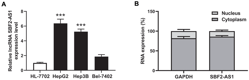 Expression and location of lncRNA SBF2-AS1. (A) Expression of lncRNA SBF2-AS1 in HCC and normal hepatocyte cells. (B) Location of lncRNA SBF2-AS1 in HepG2 cells. The data are expressed as mean ± SEM. *** P 
