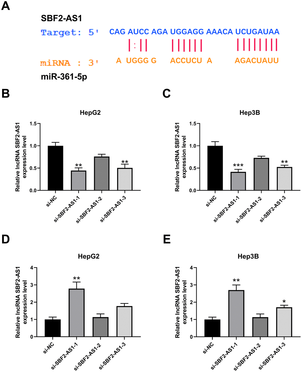 Effect of lncRNA SBF2-AS1 on miR-361-5p. (A) Prediction of a connection site of lncRNA SBF2-AS1 and miR-361-5p. (B) The influence of si-SBF2-AS1 on lncRNA SBF2-AS1 in HepG2 cells. (C) The influence of si-SBF2-AS1 on lncRNA SBF2-AS1 in Hep3B cells. (D) The effect of lncRNA SBF2-AS1 downregulation on miR-361-5p in HepG2 cells. (E) The influence of lncRNA SBF2-AS1 downregulation on miR-361-5p in Hep3B cells. The obtained data are expressed as mean ± SEM. * P 