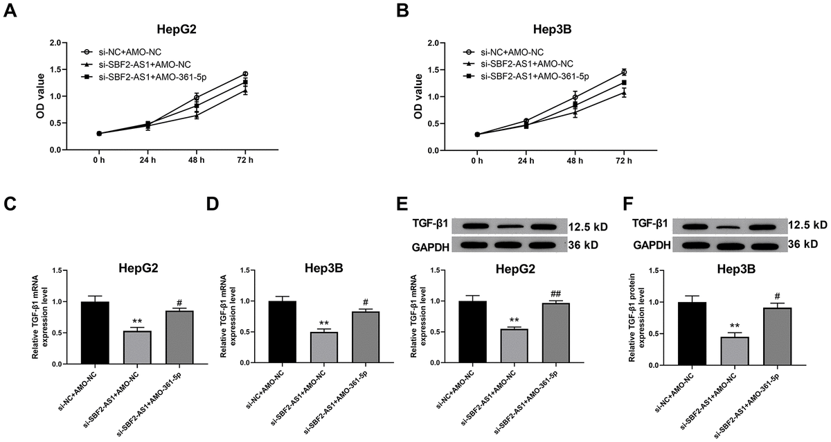 Suppression of miR-361-5p attenuates the influence of lncRNA SBF2-AS1 downregulation on the viability of HCC cells. (A) The cell viability of HepG2 cells. (B) The cell viability of Hep3B cells. (C) The mRNA expression of TGF-β1 in HepG2 cells. (D) The level of TGF-β1 mRNA in Hep3B cells. (E) The level of TGF-β1 protein in HepG2 cells. (F) The level of TGF-β1 protein in Hep3B cells. The obtained data are expressed as mean ± SEM. ** P 