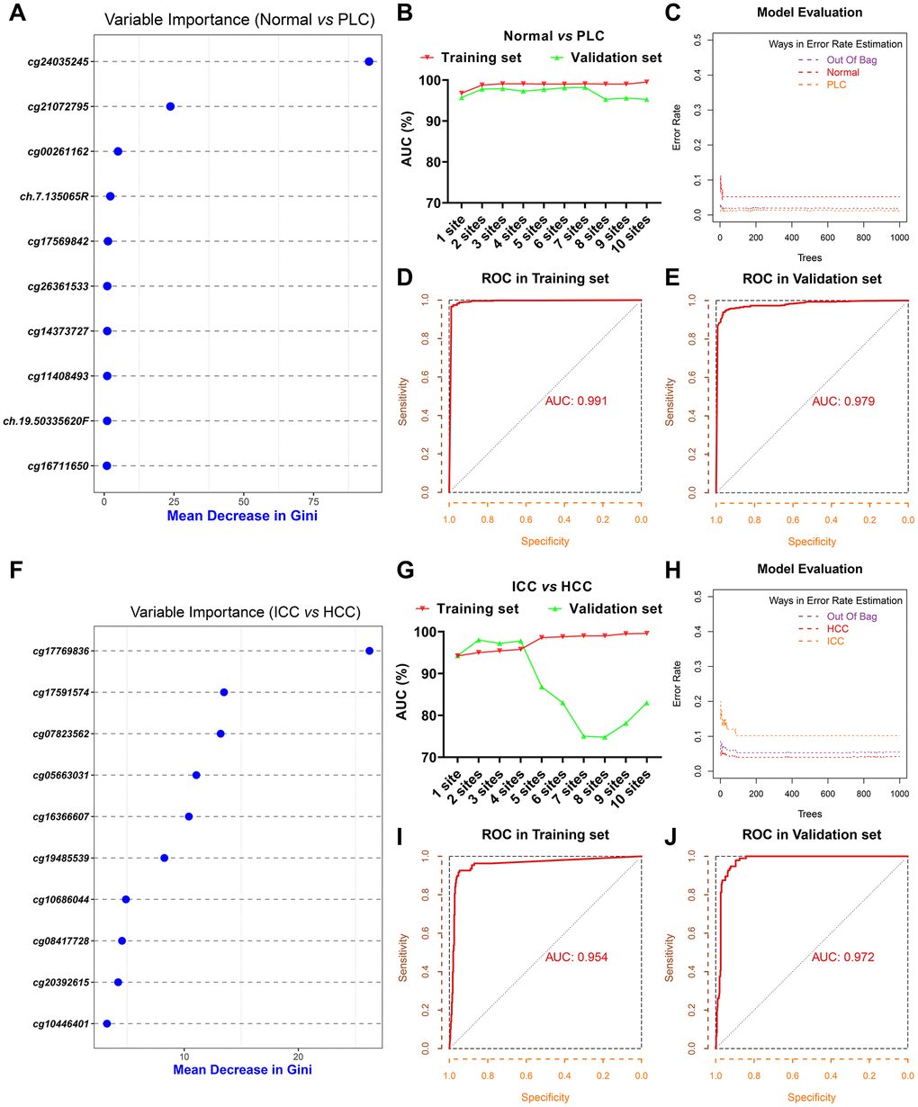 Screening of diagnostic sites. The top 10 methylation sites with indicated Gini values for distinguishing PLC and normal (A). The AUC curves of the diagnostic prediction model (PLC versus Normal) in the training and validation sets based on indicated sites combination (B). Evaluation of diagnostic model (PLC versus Normal) based on three sites (C). The receiver operating characteristic (ROC) curves of diagnostic model (PLC versus Normal) based on three sites in the training (D) and validation sets (E). The top 10 methylation sites with indicated Gini values for distinguishing HCC and ICC (F). The AUC curves of the diagnostic prediction model (HCC versus ICC) in the training and validation sets based on indicated sites combination (G). Evaluation of diagnostic model (HCC versus ICC) based on three sites (H). The receiver operating characteristic (ROC) curves of diagnostic model (HCC versus ICC) based on three sites in the training (I) and validation sets (J).