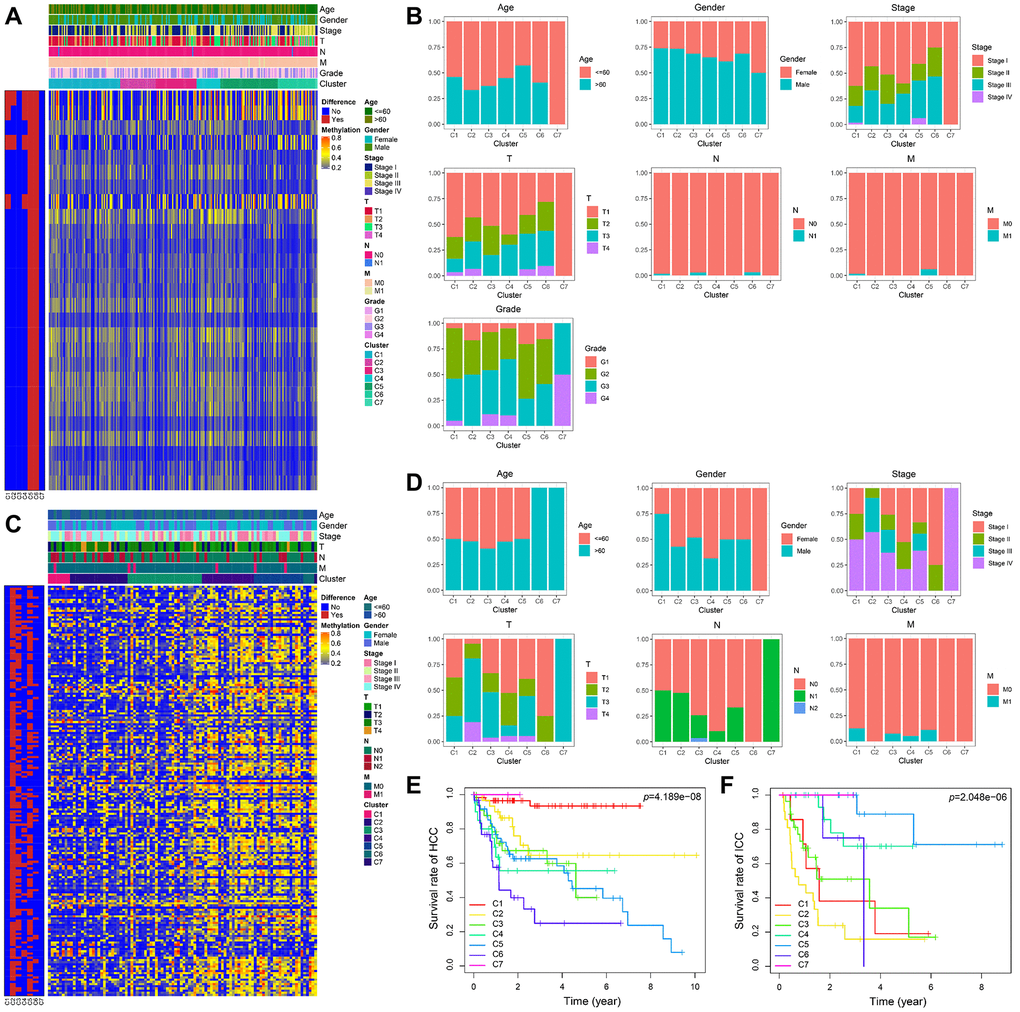 The methylator phenotype landscape of HCC and ICC. Heatmaps including DNA methylation classification and clinical factors indicated in HCC (A) and ICC (C). Comparison of clinical factors indicated among the DNA methylation clusters in HCC (B) and ICC (D). Kaplan-Meier survival curves of each cluster in HCC (E) and ICC (F).