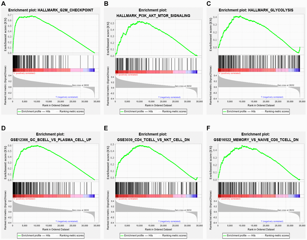 GSEA. Hallmark enrichment analysis in this study revealed that the immune-related lncRNA signature in the high-risk group was primarily linked with (A) G2M checkpoint, (B) PI3K/AKT/MTOR signaling pathway, and (C) glycolysis. The immune-related lncRNA model also regulated immunologic signatures within the immune system, such as (D) Germinal center (GC) B cell vs. plasma cell up, (E) memory vs. naïve CD8 T cell down and (F) CD4 T cell vs. NK T cell down.