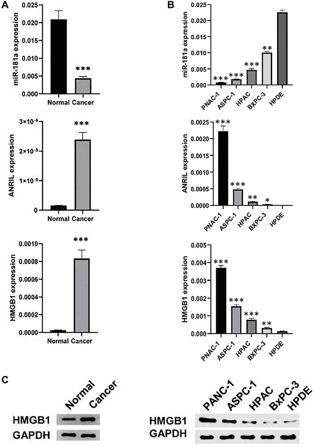 ANRIL and HMGB1 are over-expressed in pancreatic cancer. (A) qRT-PCR and western blot analyzed the expression of ANRIL, HMGB and miR-181a in human pancreatic cancer and adjacent tissues (n = 5). (B) qRT-PCR and (C) western blot analyzed the expression of ANRIL, HMGB and miR-181a in a series of human pancreatic cancer cell lines (PANC-1, ASPC-1, HPAC, BxPC-3) and normal pancreatic cells (HPDE). Standardized data with GAPDH. Student’s t test and analysis of variance compared the difference in A, B. *P **P ***P 