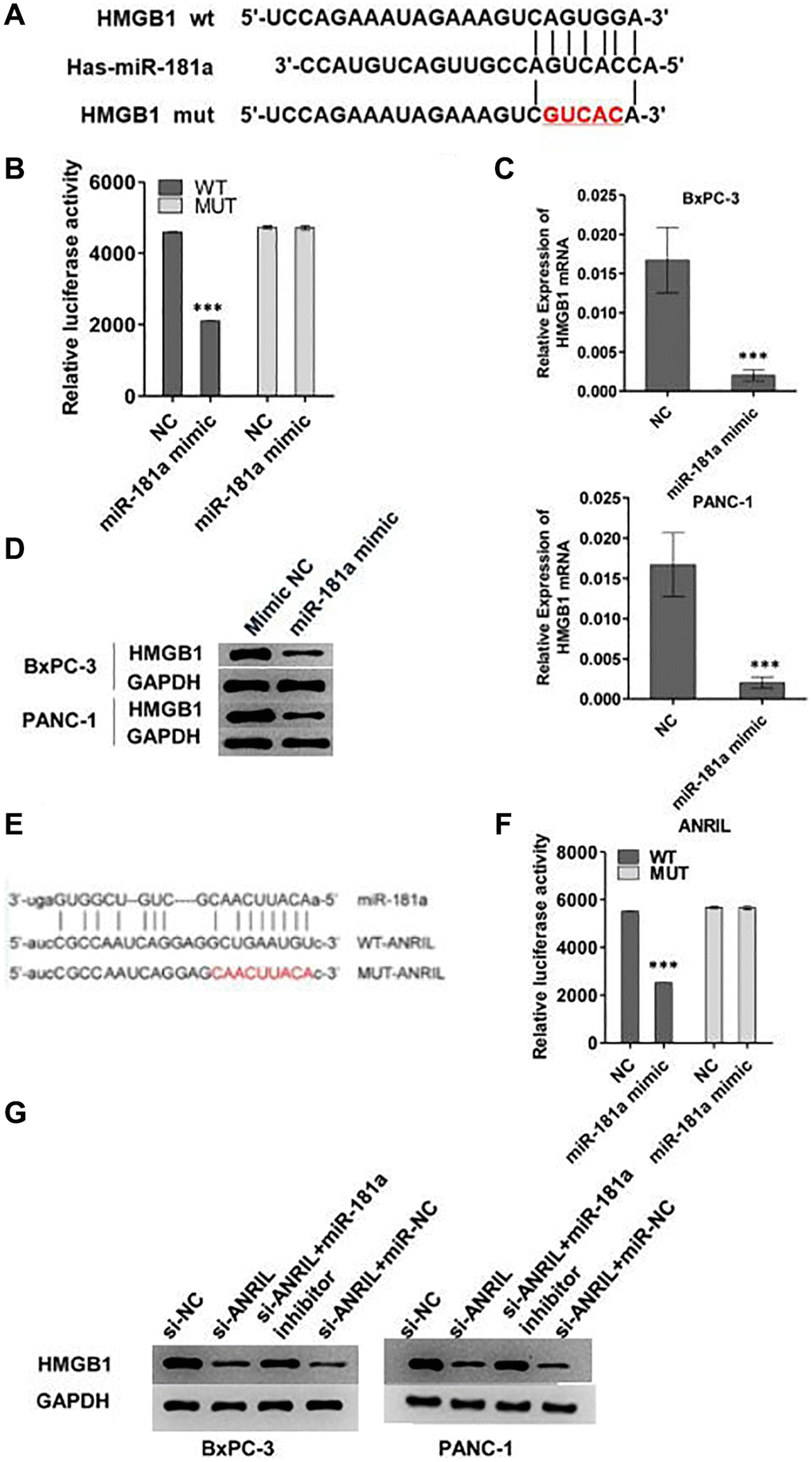 ANRIL-miR-181a-HMGB1 axis is critical for the progression pancreatic cancer. (A) The image reflected the binding sequence between miR-181a and HMGB1, and the corresponding mutant sequence between them. (B) Relative double luciferase activity experiment reflected the regulation of wild type HMGB1 and mutant HMGB1 activity by miR-181a. (C, D) Western blot and qRT-PCR analyzed the HMGB1 expression level which caused by miR-181a. (E) The image reflected the binding sequence of miR-181a and ANRIL, and mutant sequence between them. (F) Relative double luciferase activity experiment reflected the regulation of wild type ANRIL and mutant ANRIL activity by miR-181a. (G) The results of ANRIL mRNA and protein level indicated that it was regulated by miR-181a. *P **P ***P 