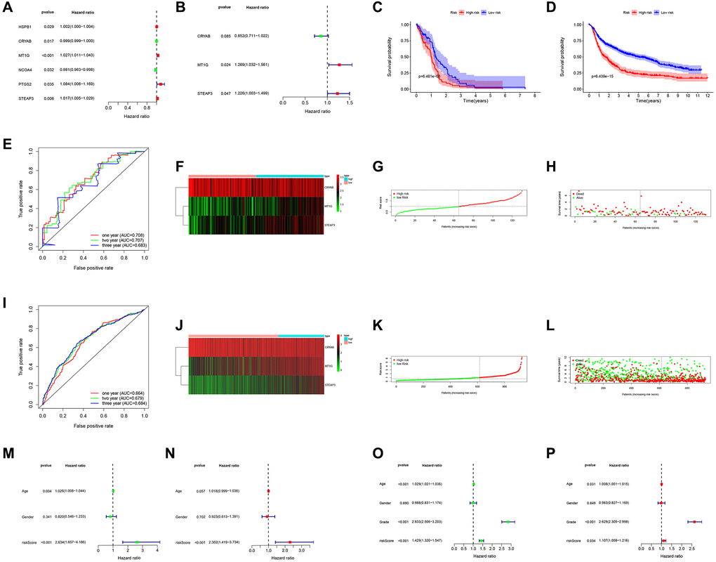 Prognostic significance of the FRGs signature derived risk scores. (A, B) Univariate and multivariate Cox analysis evaluating the prognostic-related genes in the TCGA (A) and CGGA cohort (B). The Kaplan-Meier survival curves for the high- and low-risk groups in TCGA (C) and CGGA cohort (D). (E, I) The predictive efficiency of the FRGs risk signature on the 1-, 3-, and 5-years survival rate in TCGA (E) and CGGA cohort (I) via ROC curve. (F, J) Heat maps of these three FRGs (CRYAB, MT1G, STEAP3) expression profiles in TCGA (F) and CGGA cohort (J). (G–I, K–L) Distribution of risk score and patient survival time, and status of GBM in TCGA (G, H) and CGGA cohort (K, L). The black dotted line is the optimal cut-off value for dividing patients into low-risk and high-risk groups. (M–P) Univariate and multivariate Cox analyses for evaluating the independent prognostic value of the FRGs signature in TCGA (M, N) and CGGA cohort (O, P).