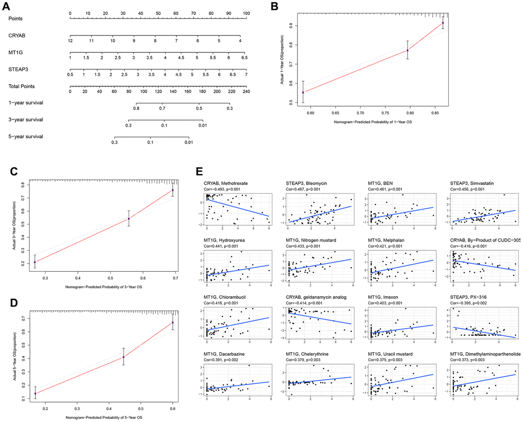 Construction of a nomogram and drug relevance based on the 3 hub FRGs. (A) Validation of the nomogram in the TCGA cohort. (B–D) Calibration maps used to predict the 1-year (B), 3-year (C), and 5-year survival (D). (E) The correlation between gene expression levels and drugs. The top 16 most relevant were visualized.