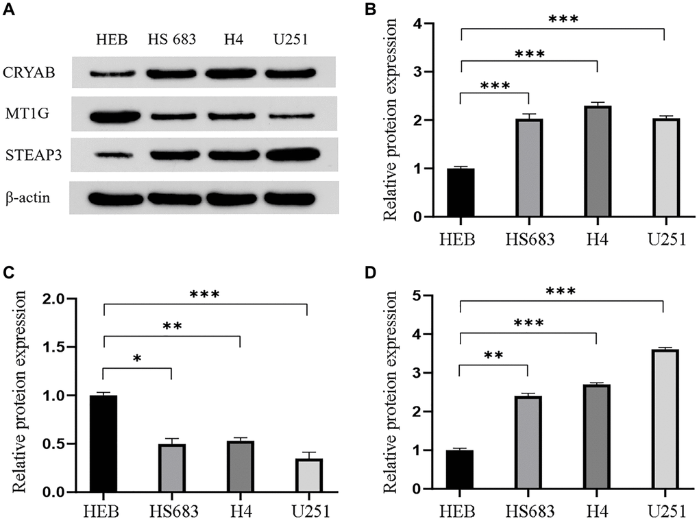 Validation of the differential expression of the three genes in GBM cells. (A) Western blot images and the relevant quantification (B–D) of CRYAB, MT1G, and STEAP3. Data are shown as mean ± SEM from three independent experiments, *P **P ***P 