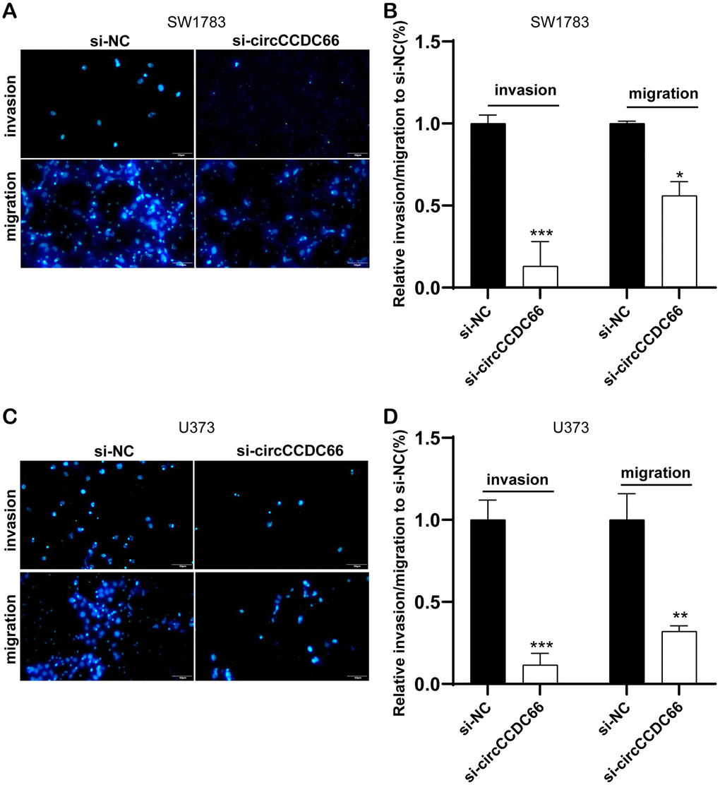 Cell migration and invasion were promoted by circCCDC66. (A, B) Transwell assays were used to detect cell migration and invasion capacities of SW1783 cells after transfection. (C, D) Transwell assays were used to evaluate cell metastasis potential after transfection in U373 cells. *P P P 