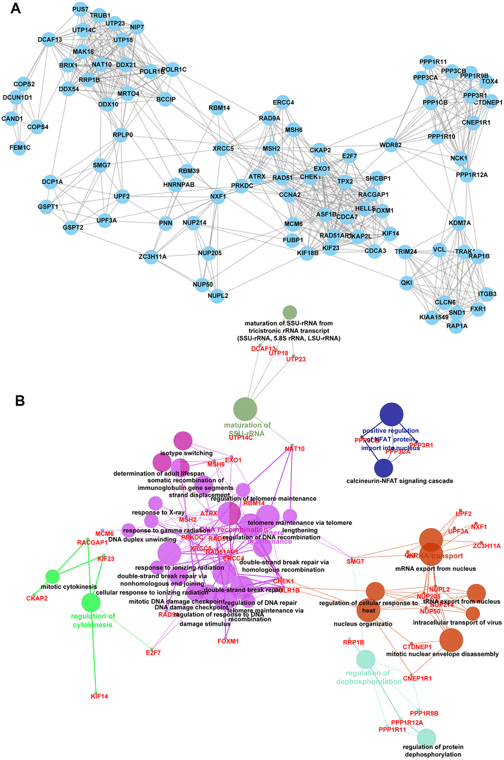 Identification of key targets of circCCDC66-miR-320a/b axis. (A) There are 93 nodes in network 3. (B) Bioinformatics analysis of network 2.