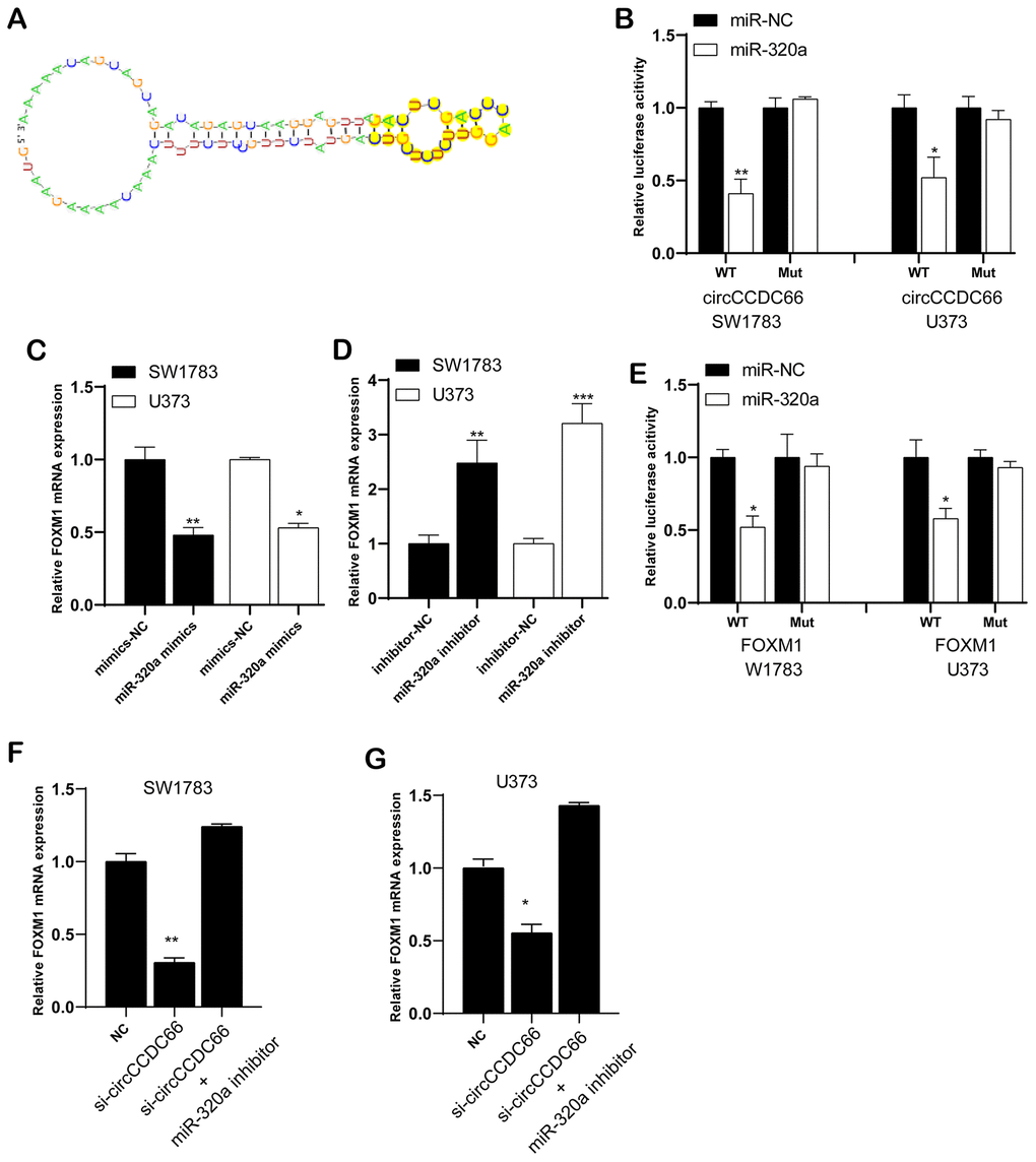 CircCCDC66 could regulate FOXM1 expression by sponging miR-320a. (A) The links between circCCDC66 and miR-320a. (B) Luciferase reporter assay was conducted to evaluate the interaction ability between miR-320a and circCCDC66. (C) Relative FOXM1 mRNA expression in glioma cells with miR-320a mimics. (D) Cells with miR-320a inhibitor had higher expression levels of FOXM1 mRNA. (E) Luciferase reporter assay was conducted to evaluate the interaction ability between miR-320a and FOXM1 3’-UTR. (F, G) MiR-320a inhibitor can resist the decreased FOXM1 mRNA expression caused by si-circCCDC66. *P P 