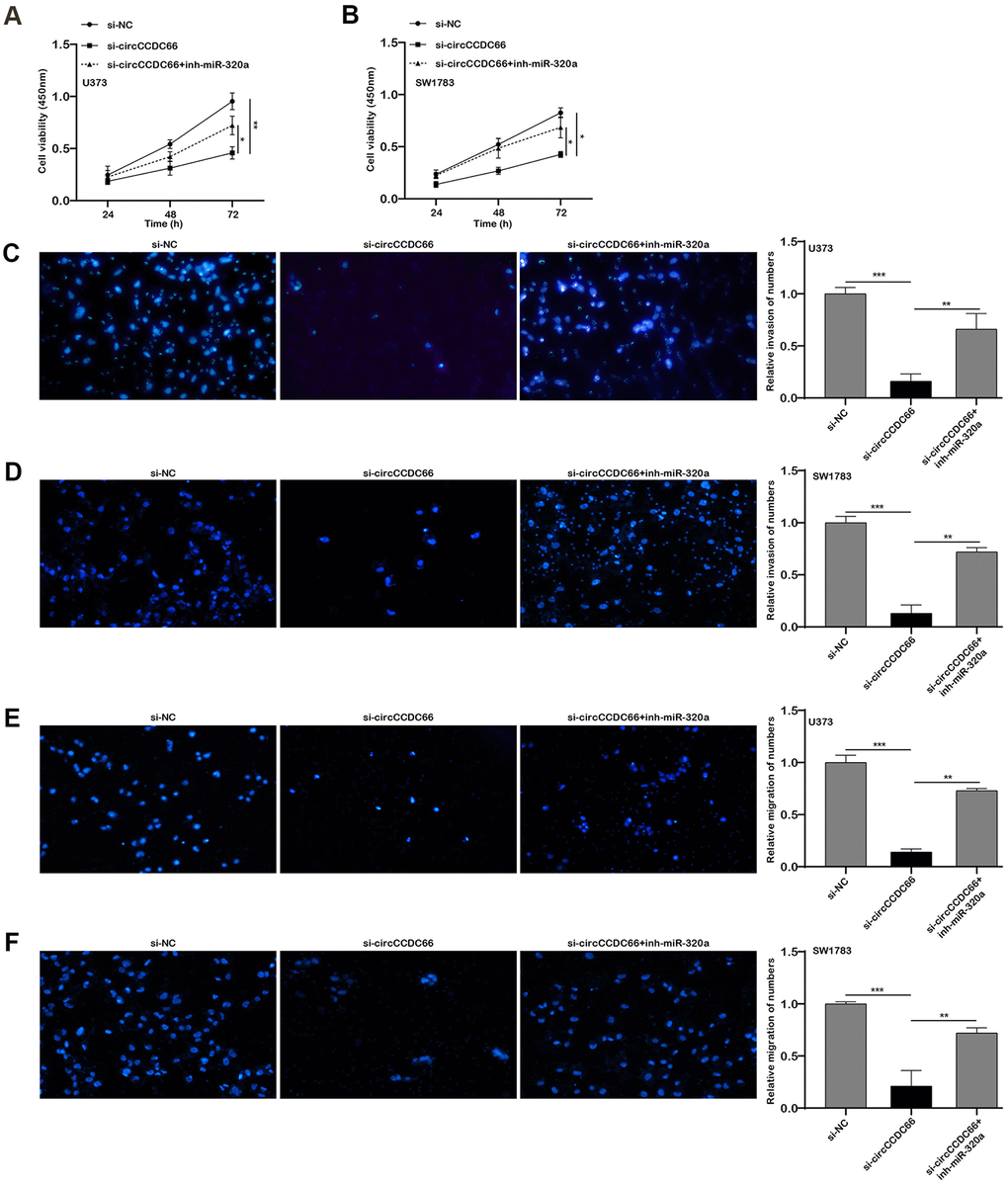 The promoter role of circCCDC66 in SW1783 and U373 was achieved by regulating miR-320a. (A, B) CCK-8 assays were used to evaluate cell viability. (C, D) Transwell assays were used to detect cell invasion capacities. (E, F) Transwell assays were used to detect cell migration capacities. *P P 