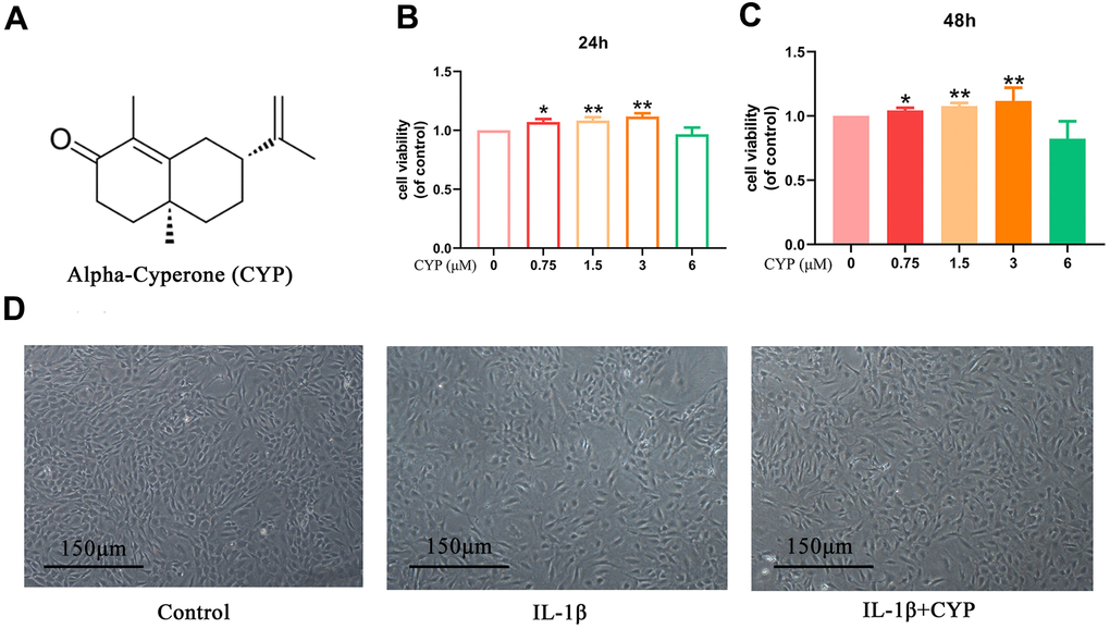 Effects of CYP on survival rate of chondrocytes. (A) Structural chemical formula of CYP. (B, C) CYP’s cytotoxicity of in an increasing concentration (0, 0.75, 1.5, 3, 6 μM) on chondrocytes as measured by CCK-8 assay after a 24 or 48-hour incubation. (D) Morphology of chondrocytes as observed under a microscope following treatment by IL-1β (10 ng/ml) combined with or without CYP (3 μM) after 24 hours of incubation (scale bar: 150 μm). Data presented are means ± S.D. of five independent experiments. * p p 