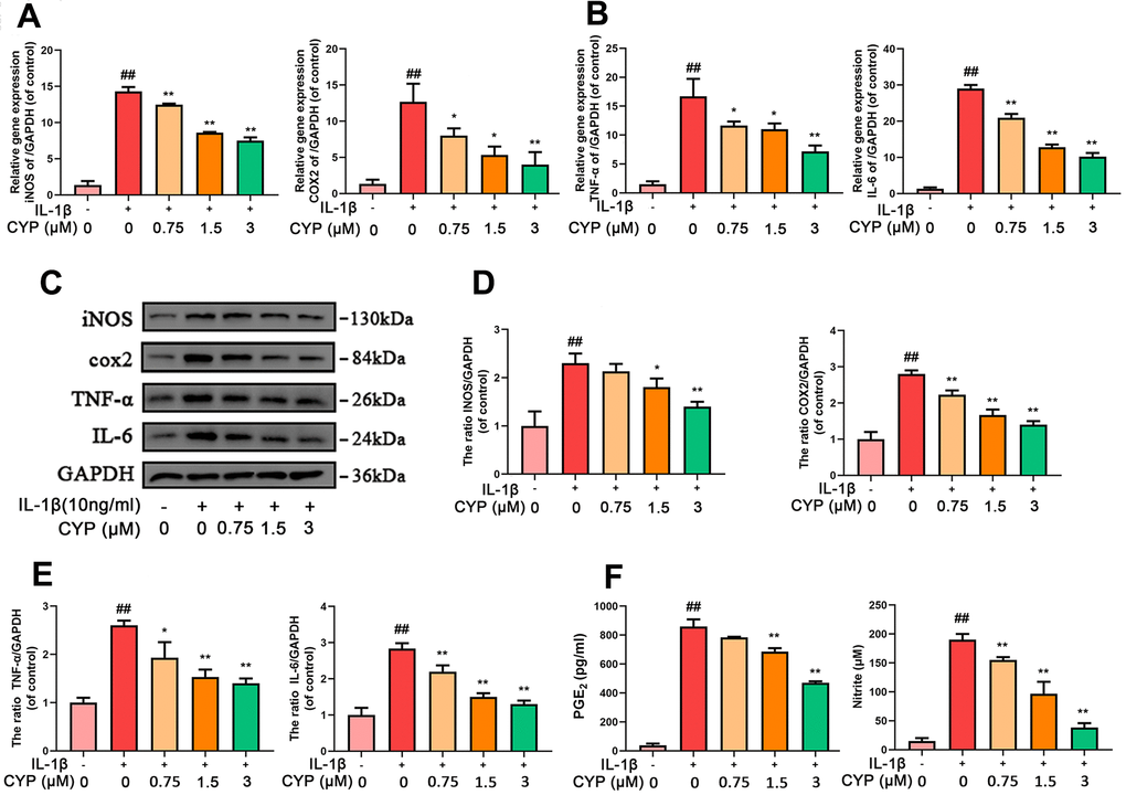 CYP inhibits inflammation in chondrocytes induced by IL-1β (10 ng/ml). Expression of INOS, COX-2, TNF-α and IL-6 genes were determined by real-time PCR (A, B). Levels of INOS, COX-2, TNF-α and IL-6 inflammatory mediators in rat chondrocytes were detected by western blot assay (C) and quantified by Image Lab software (D, E). Levels of PGE2 and Nitrite as measured by ELISA and Griess reagent method (F). Data are presented as means ± S.D. ## means p vs. the control group and ** p p vs. the IL-1β alone group, n=5.
