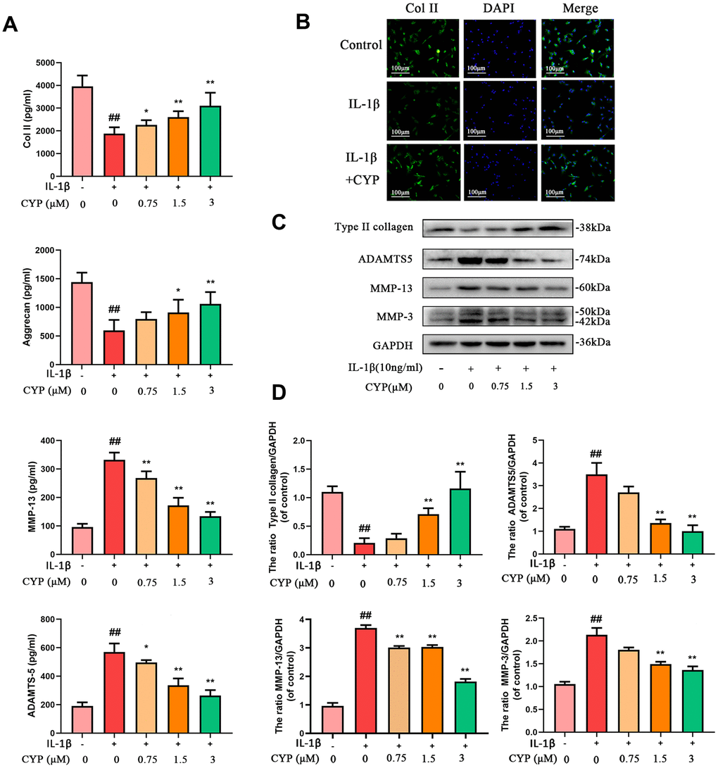 Effects of CYP on IL-1β induced ECM degradation in chondrocytes. Levels of type II collagen, aggrecan, MMP-13 and ADAMTS5 were measured by ELISA (A). The type II collagen was assayed through cell immunofluorescence combined with DAPI staining for nuclei (scale bar:100 μm) (B). Expressions levels for type II collagen, ADAMTS5, MMP-13 and MMP-3 were detected by western blot assay (C) and quantified by Image Lab software (D). Data are presented as means ± S.D.## means p vs. the control group and ** p p vs. the IL-1β alone group, n=5.