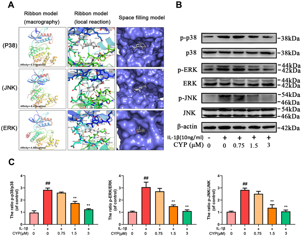 Effect of CYP on MAPK activation induced by IL-1β (10 ng/ml). (A) Molecular docking results of CYP with p38, JNK and ERK showed that CYP was embedded in the binding pockets of proteins. Hydrogen bonds were built between CYP and LYS-53, ASP-168, GLU-109, MET-111, LEU-107 and MET-108. Expression levels of p-p38, p38, p-ERK, ERK, p-JNK and JNK were detected by western blot assay (B) and quantified by Image Lab software (C). Data presented are means ± S.D. ## means p vs. the control group and ** p p vs. the IL-1β alone group, n=5.