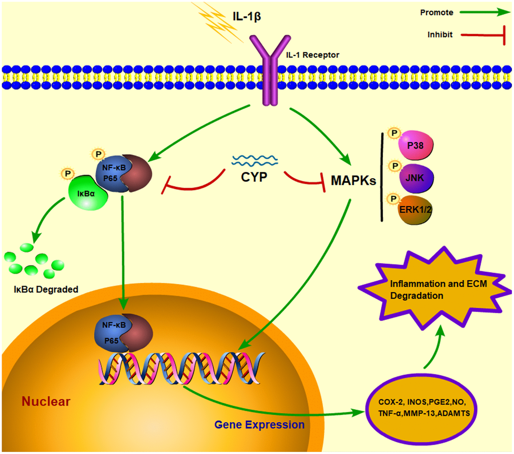 Schematic representation of CYP’s interaction with the NF-κb and MAPK signaling pathways in an IL-1β induced rat chondrocyte.