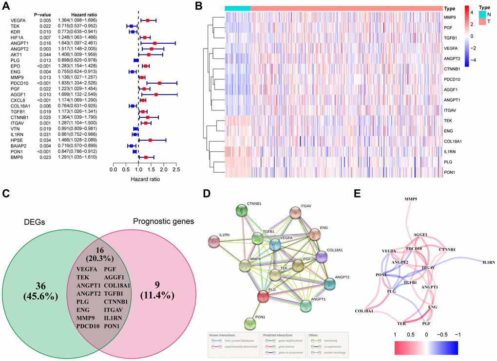 Identification of the differentially expressed angiogenesis-related genes with prognostic value in the TCGA cohort. (A) Forest plots showing the results of the univariate Cox regression analysis between gene expression and OS. (B) The heatmap showing the expression of 16 overlapping genes in tumor tissues. (C) The DEGs with prognostic value were obtained by the intersection of the two groups of genes in the venn diagram. (D) The PPI network downloaded from the STRING database indicated the interactions among the candidate genes. (E) The correlation network of the candidate genes.