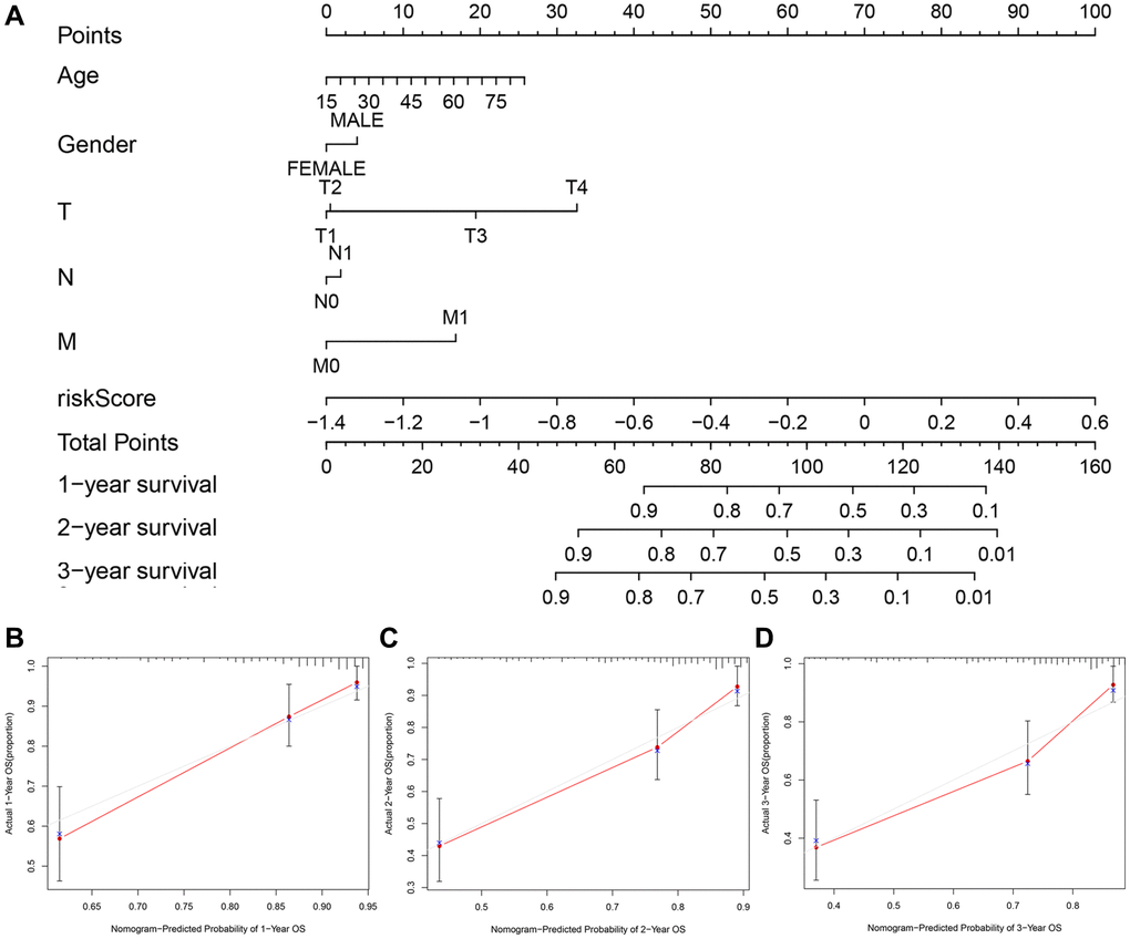 The nomogram to predict the survival probabilities in the TCGA cohort. (A) The nomogram for predicting OS of HCC patients in the TCGA cohort. The calibration plots for predicting 1-year (B), 2-year survival (C) and 3-year survival (D) in the TCGA dataset.