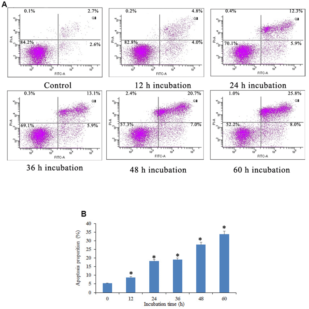 Notch1 induced osteosarcoma cell apoptosis. (A) Notch1 induced by doxycycline in different time induced osteosarcoma cell apoptosis. Cells were treated with doxycycline for 0, 12, 24, 36, 48 and 60 h and analyzed using Annexin V-FITC/PI flow cytometry. (B) The histogram indicated that apoptosis proportion from three separate experiments in different groups. *P