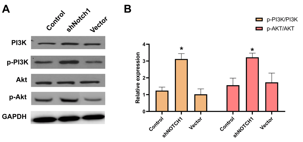 shNotch1 up-regulated the PI3K/Akt signaling pathway in human osteosarcoma cells. (A) The graphs of western blots were present. (B) Levels of PI3K, p-PI3K, Akt and p-Akt were analyzed by western blotting. *P