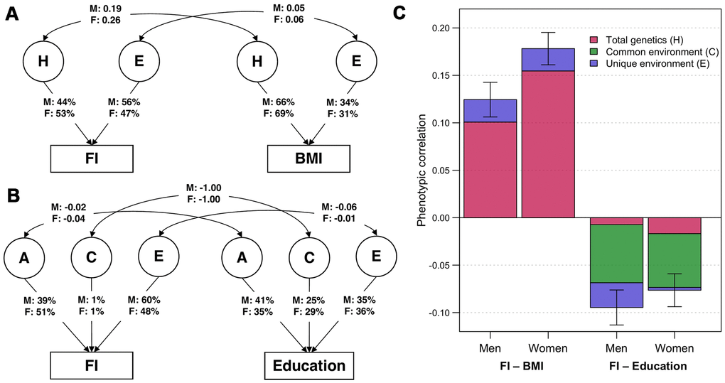 Parameter estimates from the best-fitting bivariate twin models. (A) ADE bivariate quantitative sex-limitation model between frailty index (FI) and body mass index (BMI), adjusted for age. Single headed-arrows represent the proportion of each traits explained by latent (circular) variance components; while double-headed arrows represent correlations between variance components. H indicates the sum of additive and dominance genetic factors; E indicates unique environmental factors; M and F are the estimates for men and women respectively. (B) ACE bivariate quantitative sex-limitation model between FI and education, adjusted for age. A indicates additive genetic factors; C indicates common environmental factors. (C) Phenotypic correlations of FI with BMI and education among men and women (with 95% confidence intervals), and the proportion of correlations explained by total genetic, common environmental and unique environmental factors. Note: Model-fitting results and parameter estimates can be found in Supplementary Tables 3, 4.