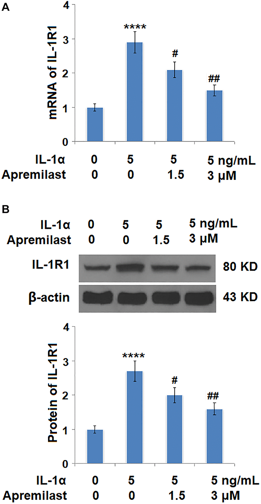 Apremilast reduced IL-1α-induced expression of IL-1R1 in ESCs. Cells were stimulated with 5 ng/mL IL-1α in the presence or absence of 1.5 or 3 μM Apremilast for 12 hours. (A). mRNA of IL-1R1; (B). Protein of IL-1R1 (****P #, ##, P N = 5–6).