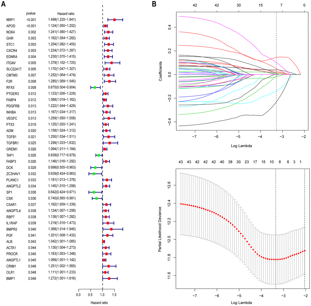 Identification of prognostic immune-related genes in GAC. (A) Univariate Cox regression analysis revealed 43 immune-related genes significantly associated with OS. (B) LASSO regression analysis was performed to screen the most useful prognostic genes.