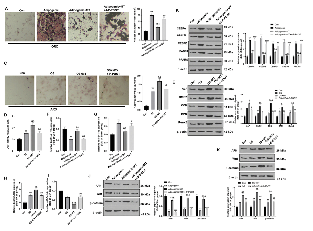 MT inhibited the adipogenic differentiation and facilitated the osteogenic differentiation of BMSCs. BMSCs were treated with 100 μM MT and/or MT2 selective inhibitor 4-P-PDOT (1 μg/ml). (A) BMSCs were cultured in adipogenic differentiation culture medium. The adipogenic differentiation of BMSCs was tested by ORO staining. Scale bar: 200 μm. (B) The expression of adipocyte-related proteins (including CEBPA, CEBPB, CEBPD, FABP4, and PPARG) after MT/4-P-PDOT treatment in BMSCs was analyzed by WB. (C) ARS activity test was conducted to evaluated the osteogenic differentiation of BMSCs. Scale: 200 μm. (D) The ALP activity was detected using ALP activity test kit. (E) The relative expression of osteogenic proteins (including ALP, BMP2, OCN, OPN and Runx2) was analyzed by WB. (F–I) The relative expression of H19 and miR-541-3p in BMSCs was analyzed by qRT-PCR. (J, K) WB was conducted to analyze the levels of APN and Wnt/β-catenin after MT treated BMSCs. *PPPP>0.05, &&PPP>0.05, ##PP 