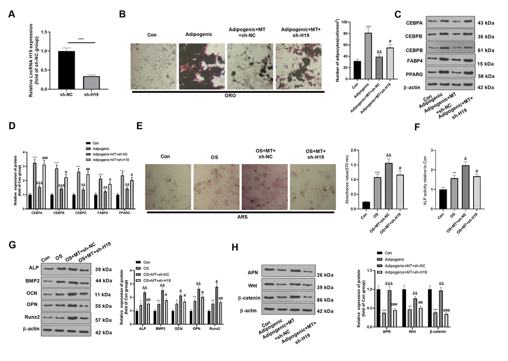 Downregulating H19 repressed the osteogenic effect of MT on BMSCs. BMSCs were transfected with sh-H19 or sh-NC, and then cultured in Adipogenic/OS differentiation culture medium. (A) Expression of H19 in BMSCs after transfection with H19 overexpression plasmids was detected by qRT-PCR. (B) ORO staining verified the role of H19 in adipogenic differentiation of BMSCs. Scale: 200 μm. (C, D) The expression of adipocyte-related proteins (including CEBPA, CEBPB, CEBPD, FABP4, and PPARG) in BMSCs was analyzed by WB. (E) ARS activity test was conducted to evaluated the osteogenic differentiation of BMSCs. Scale: 200 μm. (F) The ALP activity was detected using ALP activity test kit. (G) The relative expression of osteogenic proteins (including ALP, BMP2, OCN, OPN and Runx2) was analyzed by WB. (H) WB was utilized to analyze the protein levels of APN/Wnt/β-catenin in BMSCs cultured in adipogenic differentiation culture medium. *PPPP>0.05, &&PPPPP