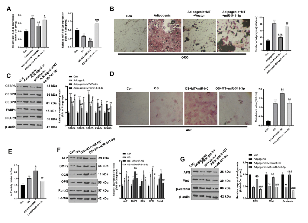 miR-541-3p weakened the osteogenic effect of MT on BMSCs. BMSCs were transfected with miR-541-3p or miR-NC, and then cultured in Adipogenic/OS differentiation culture medium. (A) qRT-PCR was performed to monitor the miR-541-3p expression BMSCs. (B) ORO staining verified the role of H19 in adipogenic differentiation of BMSCs. Scale: 200 μm. (C) The expression of adipocyte-related proteins (including CEBPA, CEBPB, CEBPD, FABP4, and PPARG) in BMSCs was analyzed by WB. (D) ARS activity test was conducted to evaluated the osteogenic differentiation of BMSCs. Scale: 200 μm. (E) The ALP activity was detected using ALP activity test kit. (F) The relative expression of osteogenic proteins (including ALP, BMP2, OCN, OPN and Runx2) was analyzed by WB. (G) WB was utilized to analyze the protein levels of APN/Wnt/β-catenin in BMSCs cultured in adipogenic differentiation culture medium. *PPPP>0.05, &&PPPPP