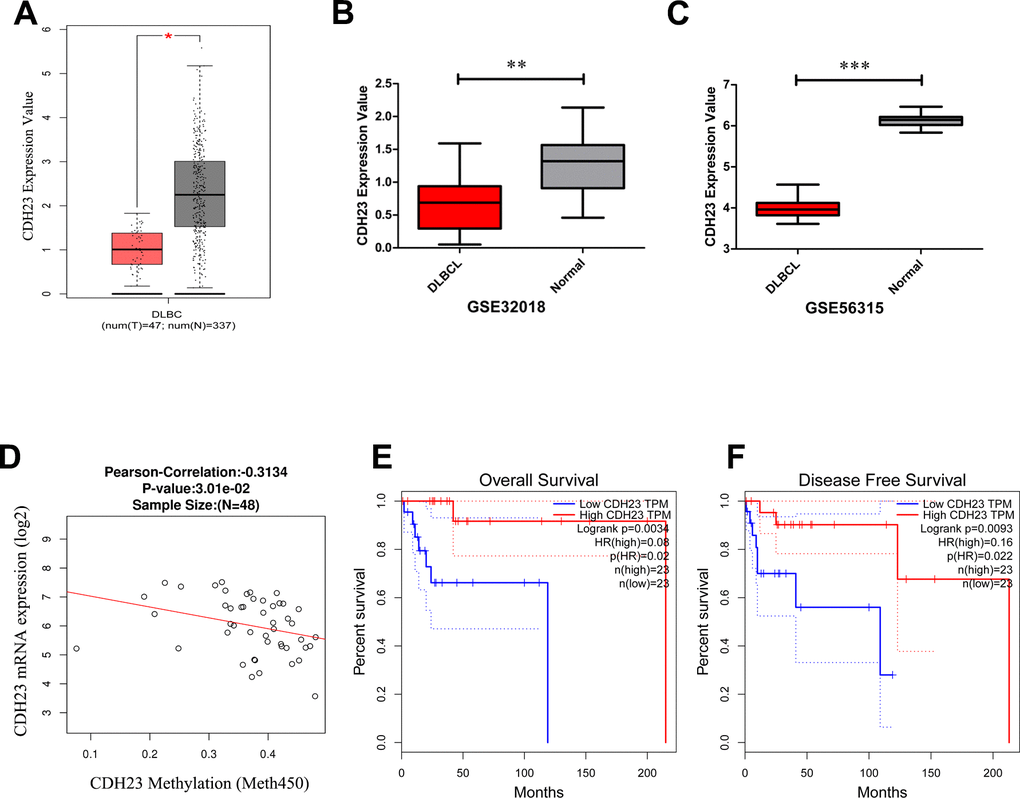 The expression level, epigenetic regulation and prognostic value of CDH23 in DLBCL. (A) The expression level of CDH23 in DLBCL samples and paired normal samples determined by GEPIA. (B) The expression level of CDH23 in DLBCL samples and paired normal samples in GSE32018 dataset. (C) The expression level of CDH23 in DLBCL samples and paired normal samples in GSE56315 dataset. (D) The correlation of CDH23 expression and methylation value in DLBCL via LinkedOmics analysis. (E) The relationship between CDH23 expression and overall survival of DLBCL patients via GEPIA analysis. (F) The relationship between CDH23 expression and disease free survival of DLBCL patients via GEPIA analysis.