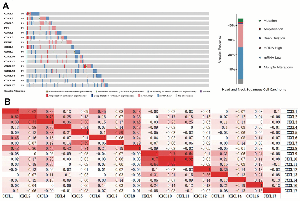 CXC-motif chemokine ligand (CXCL) gene expression and mutation analysis in head and neck squamous cell carcinoma (HNSC). (A) CXCL gene expression and mutations in HNSC were analyzed using cBioPortal. (B) The associations among CXCLs in HNSC were analyzed using the cBioPortal database. Darker colors indicate a stronger correlation.