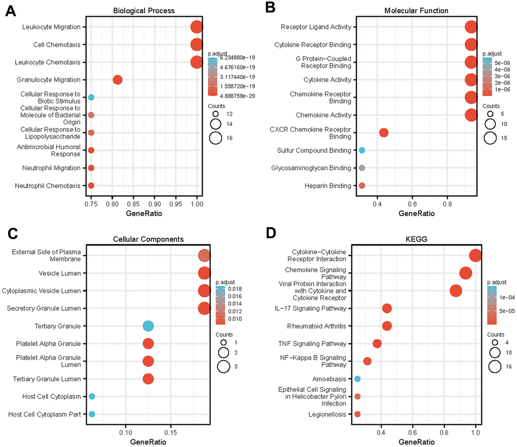 Enrichment analysis of differentially expressed CXC-motif chemokine ligands (CXCLs) in head and neck squamous cell carcinoma (HNSC). GO enrichment analysis predicted the functional roles of target genes based on three aspects, including (A) biological processes (BP), (B) molecular functions (MF), and (C) cellular components (CC). (D) Kyoto Encyclopedia of Genes and Genomes (KEGG) analysis.