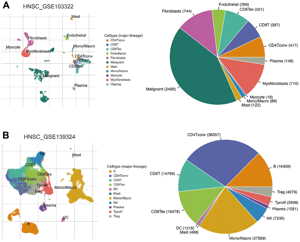 Infiltration site distribution (left) and proportion (right) of different cell types in HNSC. (A) HNSC