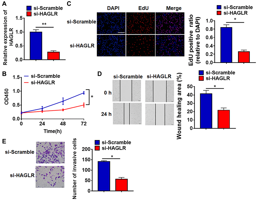 Deletion of HAGLR inhibited the viability, proliferation, migration and invasion of BT549 cells. Small interfering RNA of HAGLR (si-HAGLR) and its Scramble were transfected into BT549 cells. (A) The knockdown efficiency of si- HAGLR was determined by qRT-PCR. (B) CCK8 assay was used to test viability of BT549 cells. (C) EdU assay was to detected proliferation of BT549 cells. Scale bar, 100 μm. (D) Wound healing assay was to evaluate migration of BT549 cells. Scale bar, 100 μm. (E) Transwell assay was to examine invasion of BT549 cells. Scale bar, 50 μm. Data are mean ± SD; *P **P 